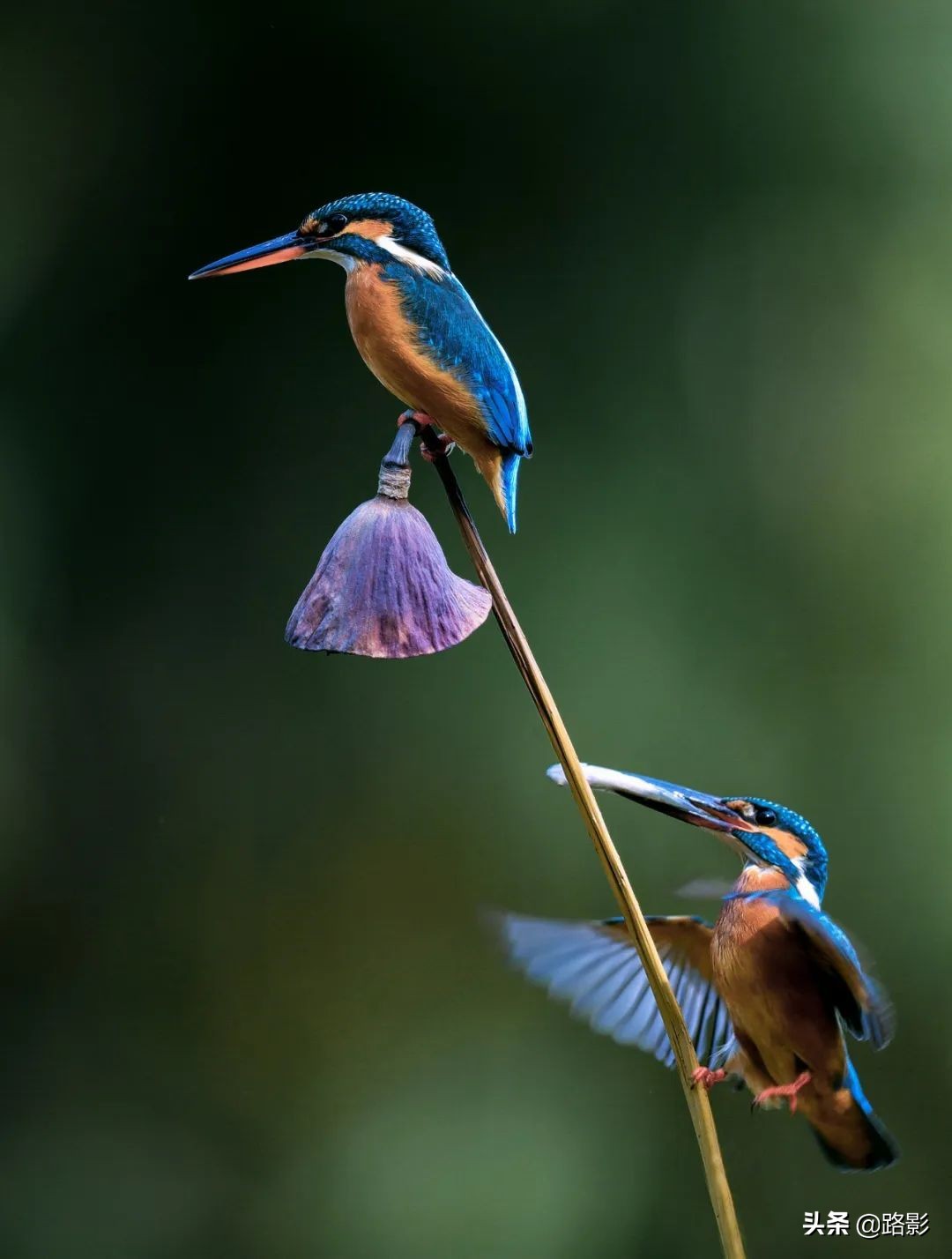 花重锦官城,花重锦官城长安