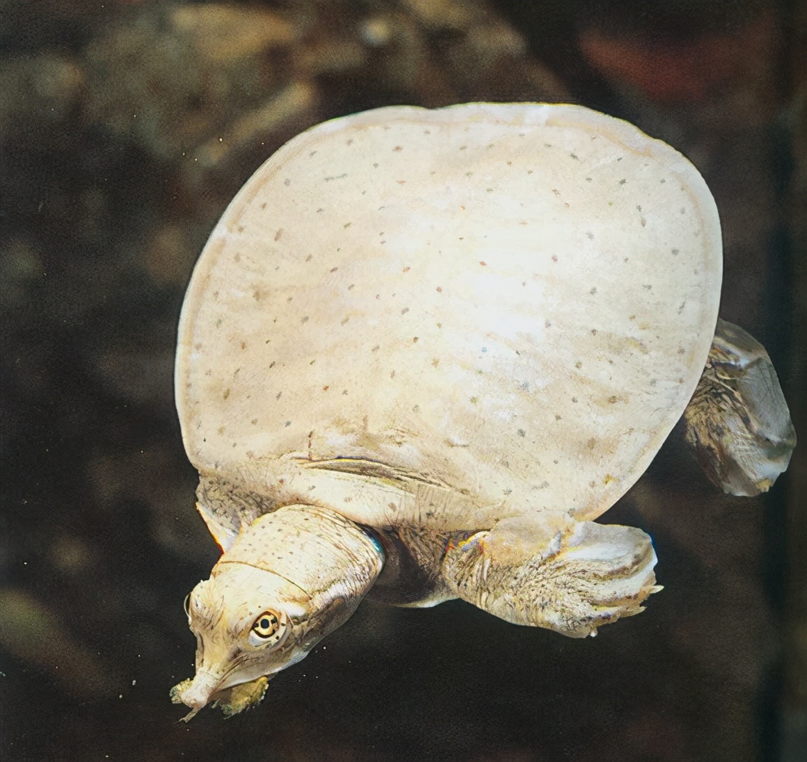 各种龟类图片大全大图,龟类展示会