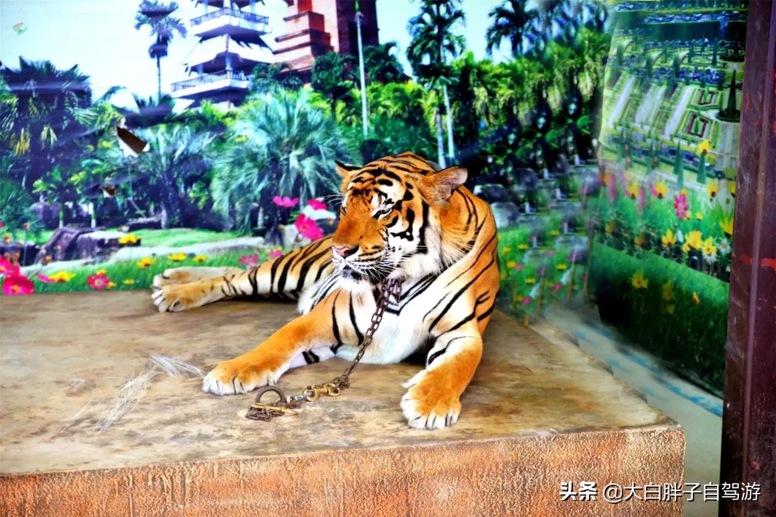 泰国风情之旅完整版小说,泰国风情十日游