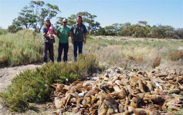 为解决澳洲泛滥成灾的兔子,直接出动轰炸机,四川人:暴殄天物