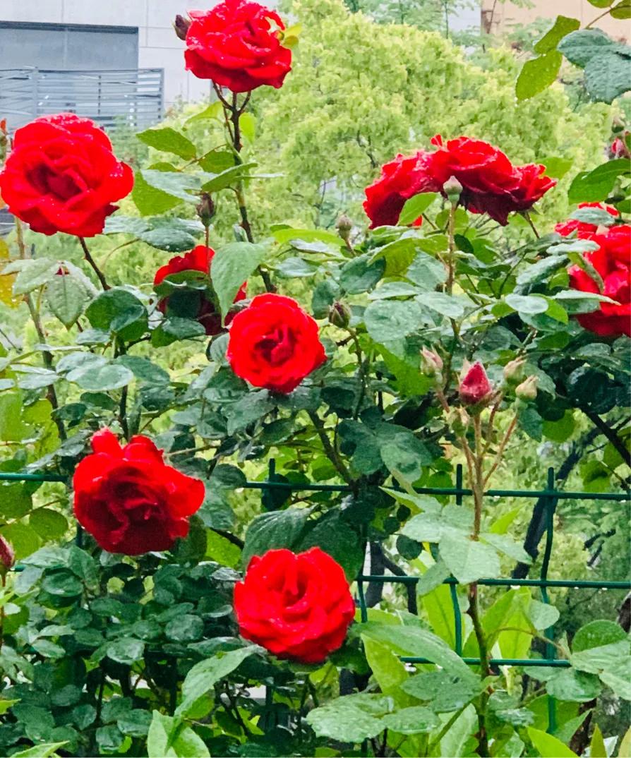 七律谷雨时节,七律谷雨时节平水韵