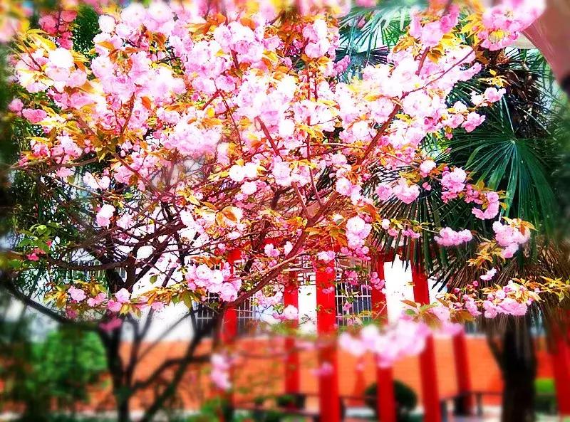 交大附中雁塔校区初中部招多少人,交大附中高中部招多少孩子