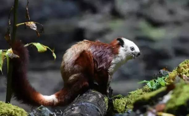 惊世奇观丨汉中68万岁天坑揭秘，地下河、剑齿象化石...