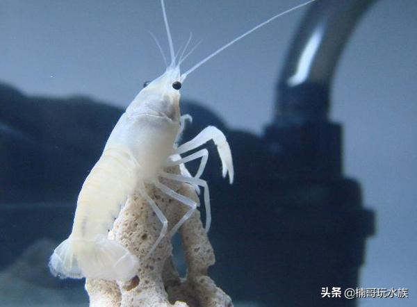 养观赏虾的正确方法和注意事项,适合新手饲养的观赏虾