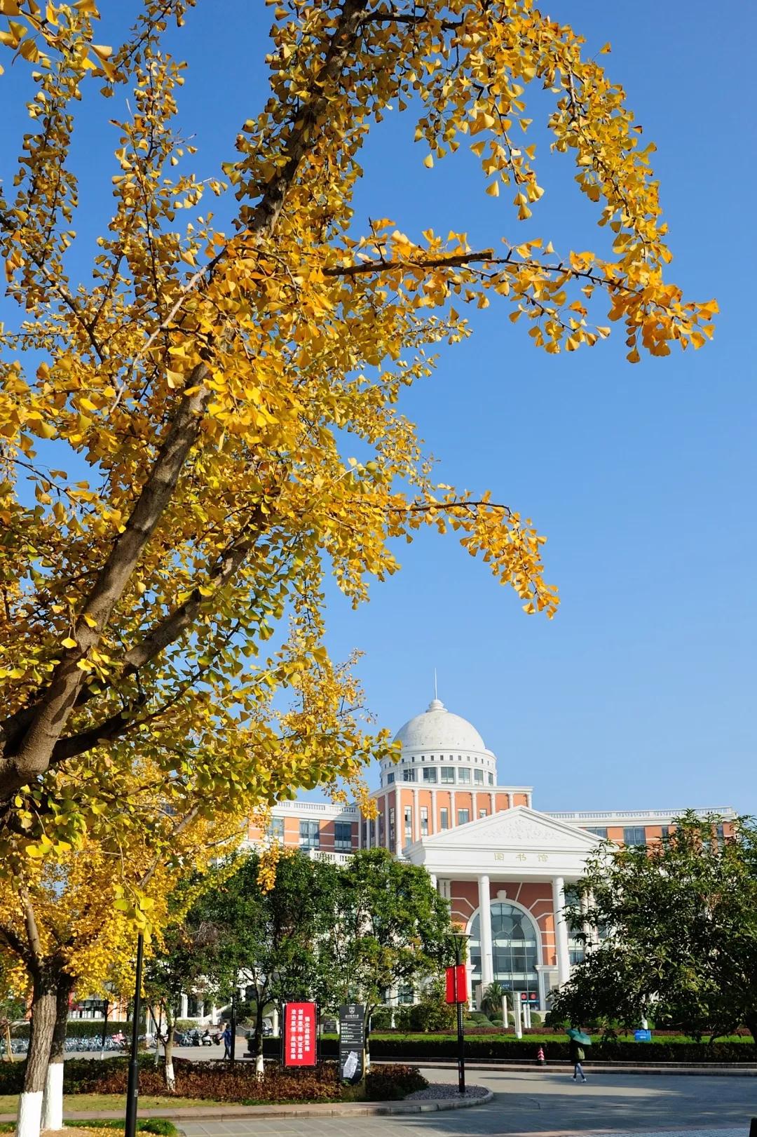 温州茶山大学城的银杏林变黄了，相约一起拍美照吧