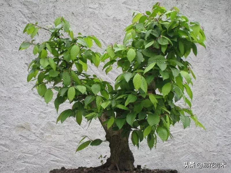 千金榆鹅耳枥盆景,千金榆和鹅耳枥苗