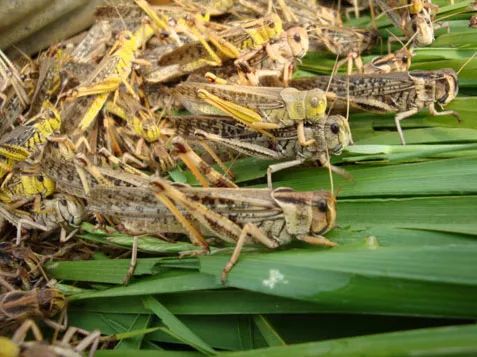 养殖什么稀奇的品种赚钱快又好养,养殖最赚钱的品种