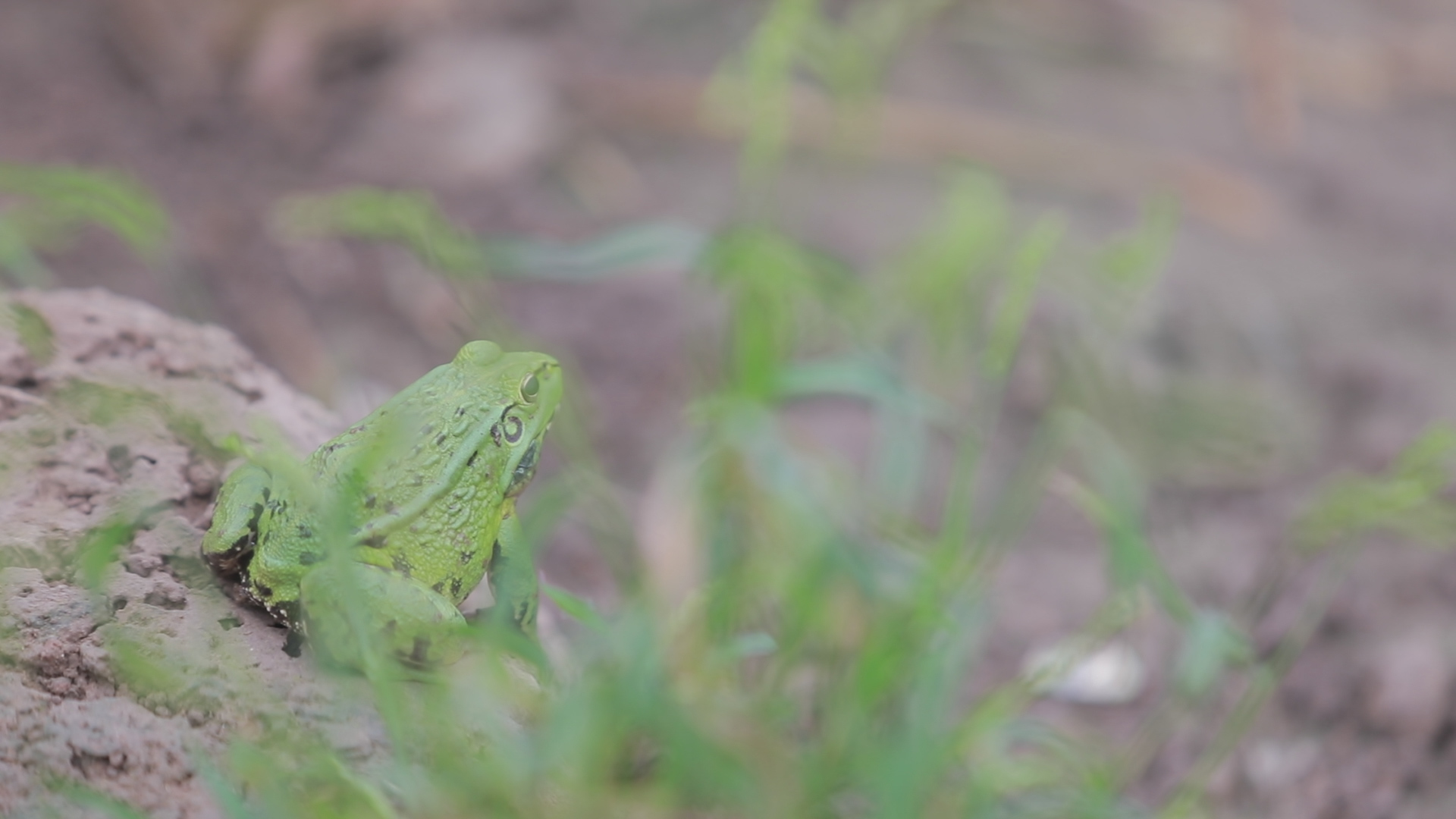 2022进入养殖青蛙行业晚吗,青蛙怎么养殖的一亩成本是多少