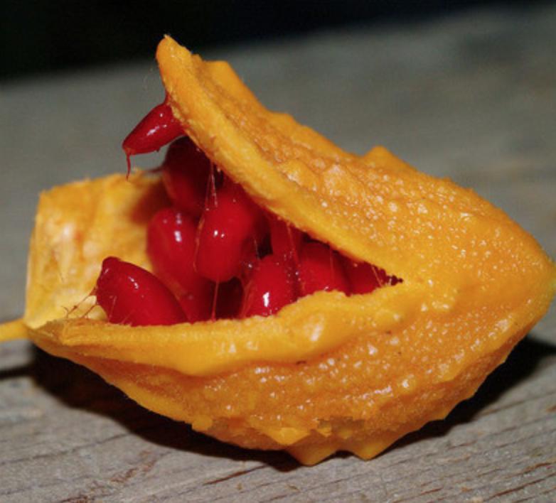 50种不常见的奇葩水果,盘点一下那些少见而又奇葩的水果