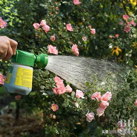 月季新手种植教程,购苗、修剪、施肥、浇水、喷药,手把手教你