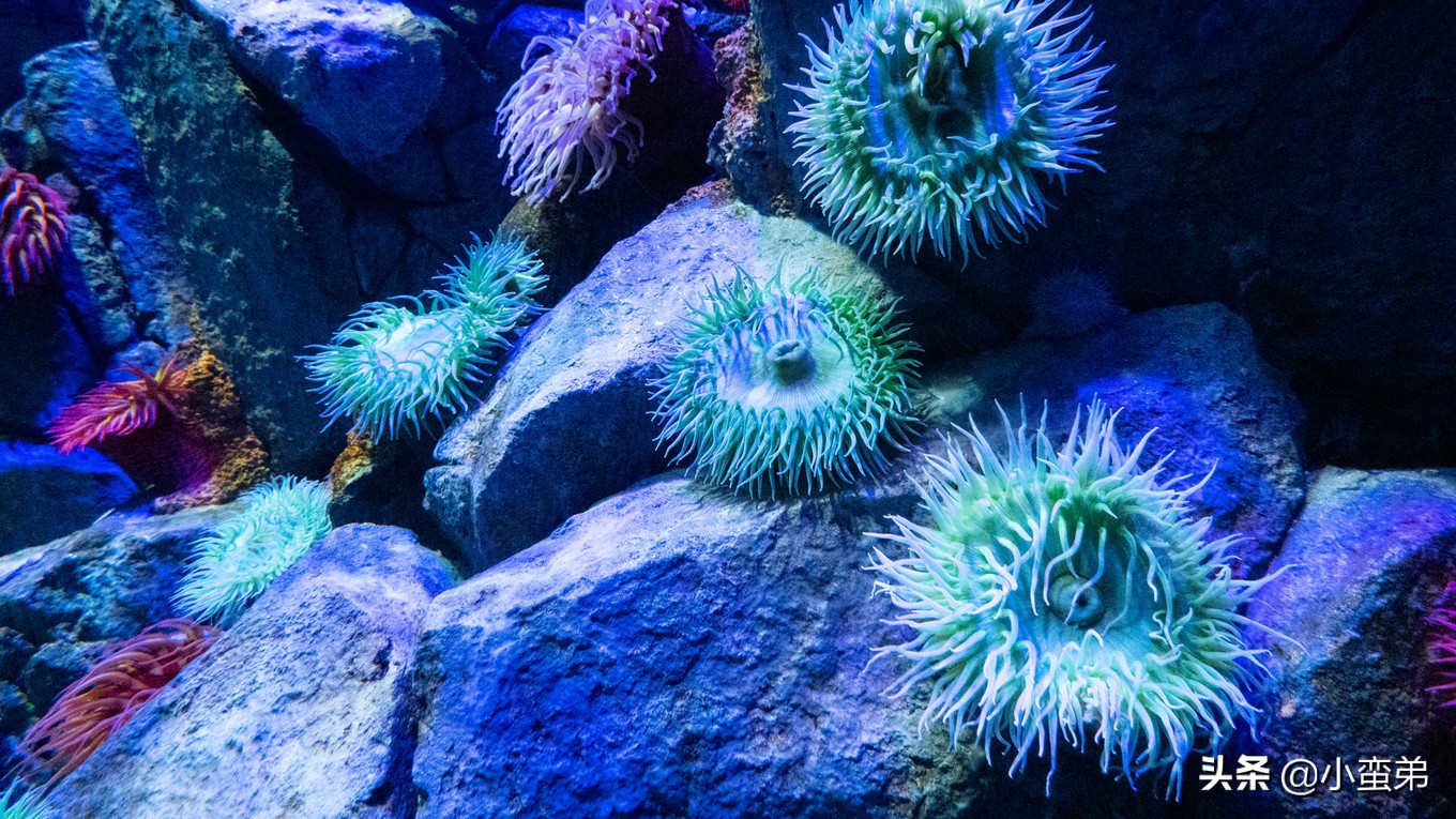 5年之许，小白逆袭重返新加坡