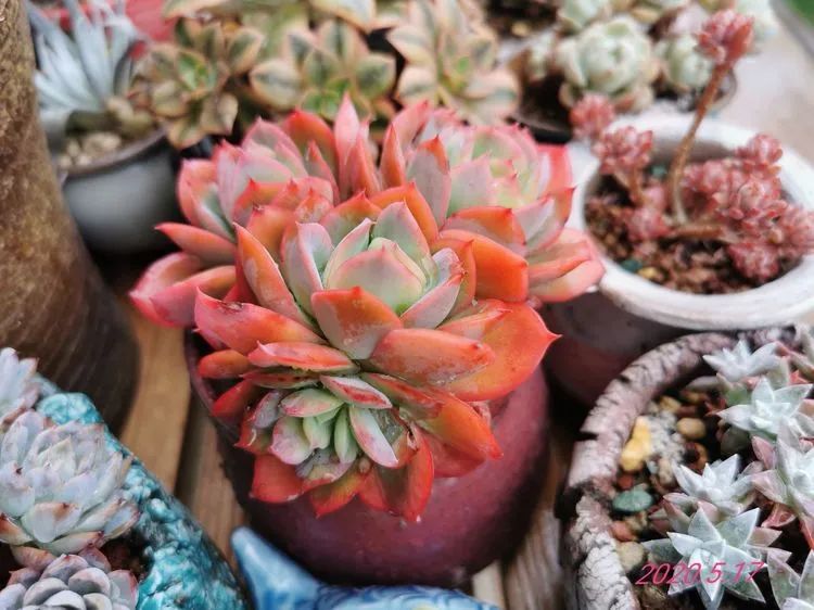 人生就像养多肉一样,人生如同养多肉时间不会怠慢