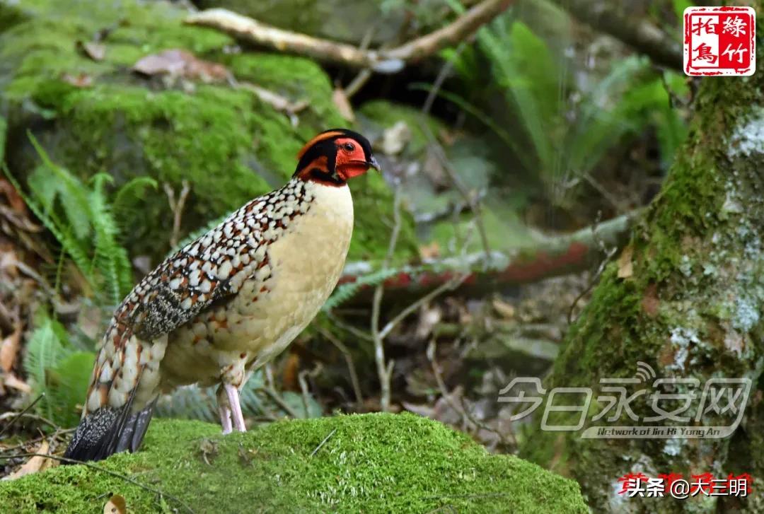 中国绿都最氧三明湿地公园,中国绿都最氧三明宁化