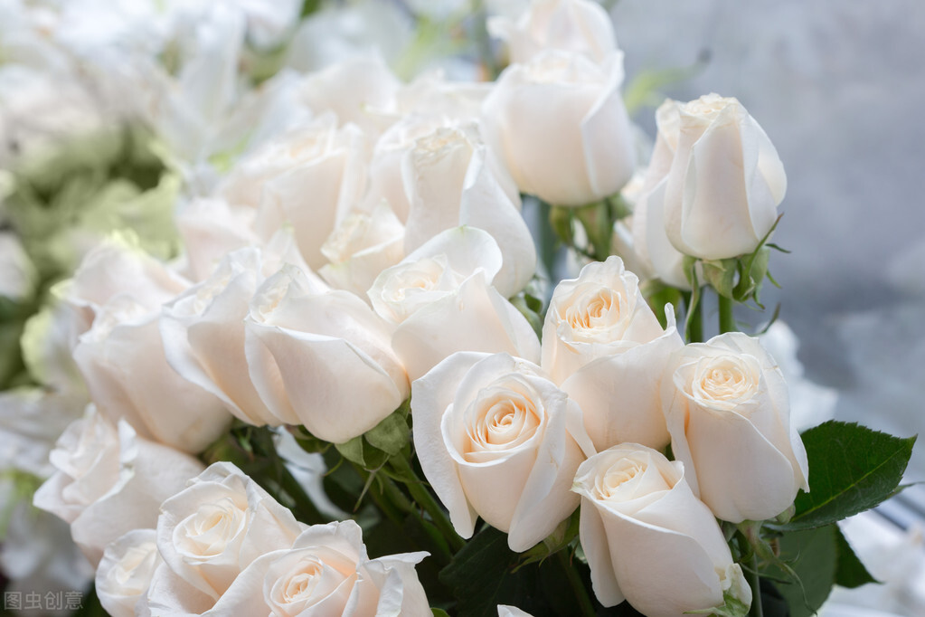 香槟玫瑰的花语是什么,玫瑰的花语是什么大全