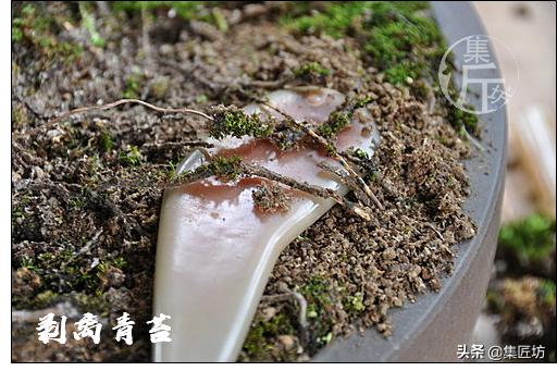 夏季盆景管理技巧,五根松盆景平常如何养护