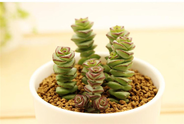 招财进宝马上来财正确摆放位置,招财和守财如何摆放