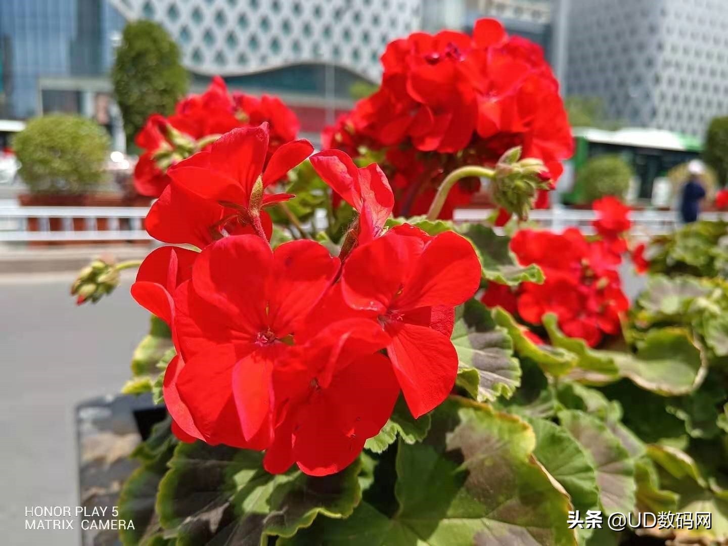 荣耀play5活力版是5g吗,荣耀play5的5g手机优缺点