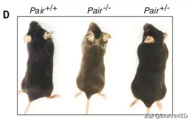 RNA疗法新策略：lncRNA功能元件制剂具备苯*酮丙**尿症治疗潜力