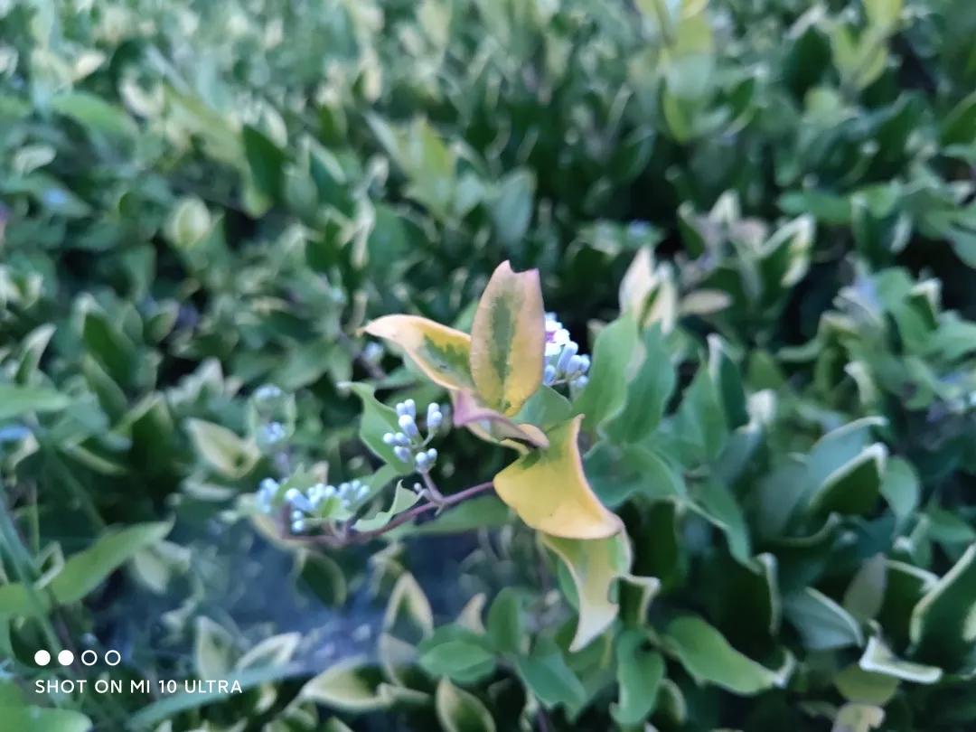 小米10至尊纪念版最新测评,小米10至尊纪念版评测小白测评