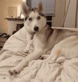 都说哈士奇不能当警犬，但有民警偏要试一试