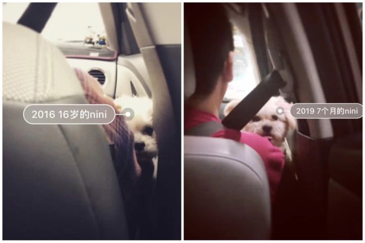 女子花25万元成功克隆宠物狗,女子花38万克隆去世的狗