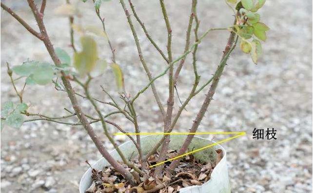 藤本月季冬季可以全剪吗,藤本月季秋天可以重剪