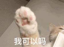 夏天猫毛狂掉怎样清理家中的猫毛,家里养猫咪猫毛满天飞怎么办