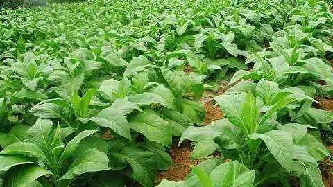 作物磷酸二氢钾使用方法,磷酸二氢钾在农作物上的使用方法