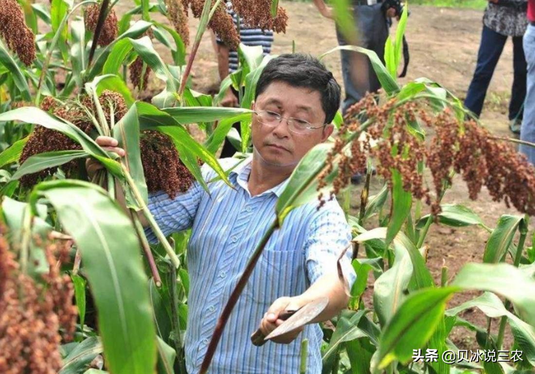 高粱种植技术和方法在线听,高粱种植技术和管理方法