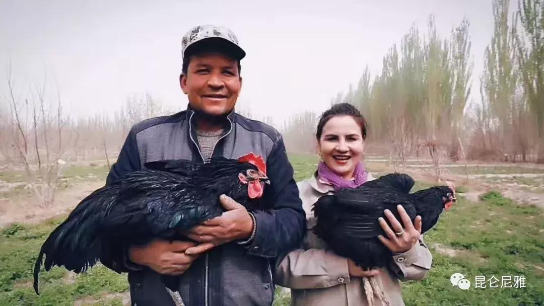 尼雅黑鸡是土鸡吗,尼雅黑鸡苗乌鲁木齐哪里售卖