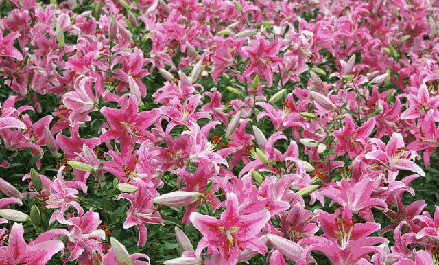 38抢从化宝趣玫瑰世界1大1小票赏春赏花赏美景不负*光春**不负卿