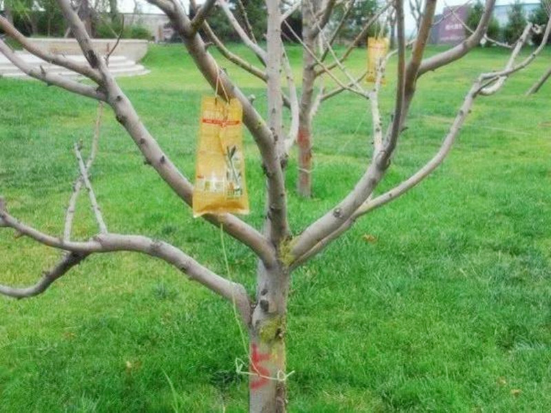 苗木叶子出现各种变化怎样辨别病,苗木常见病害及治疗方法