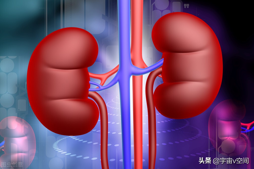 美国猪肾移植人体实验,美国科学家猪肾移植人体实验成功