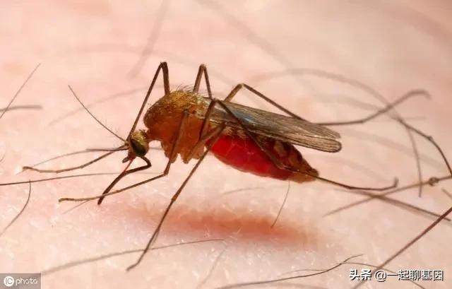 蚊子最大的天敌竟然不是花露水,蚊子的最大克星昆虫