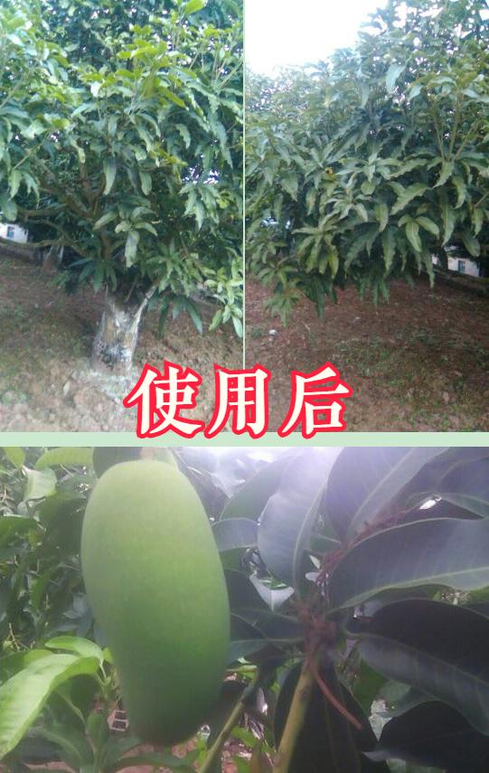 芒果黄叶病如何防治？