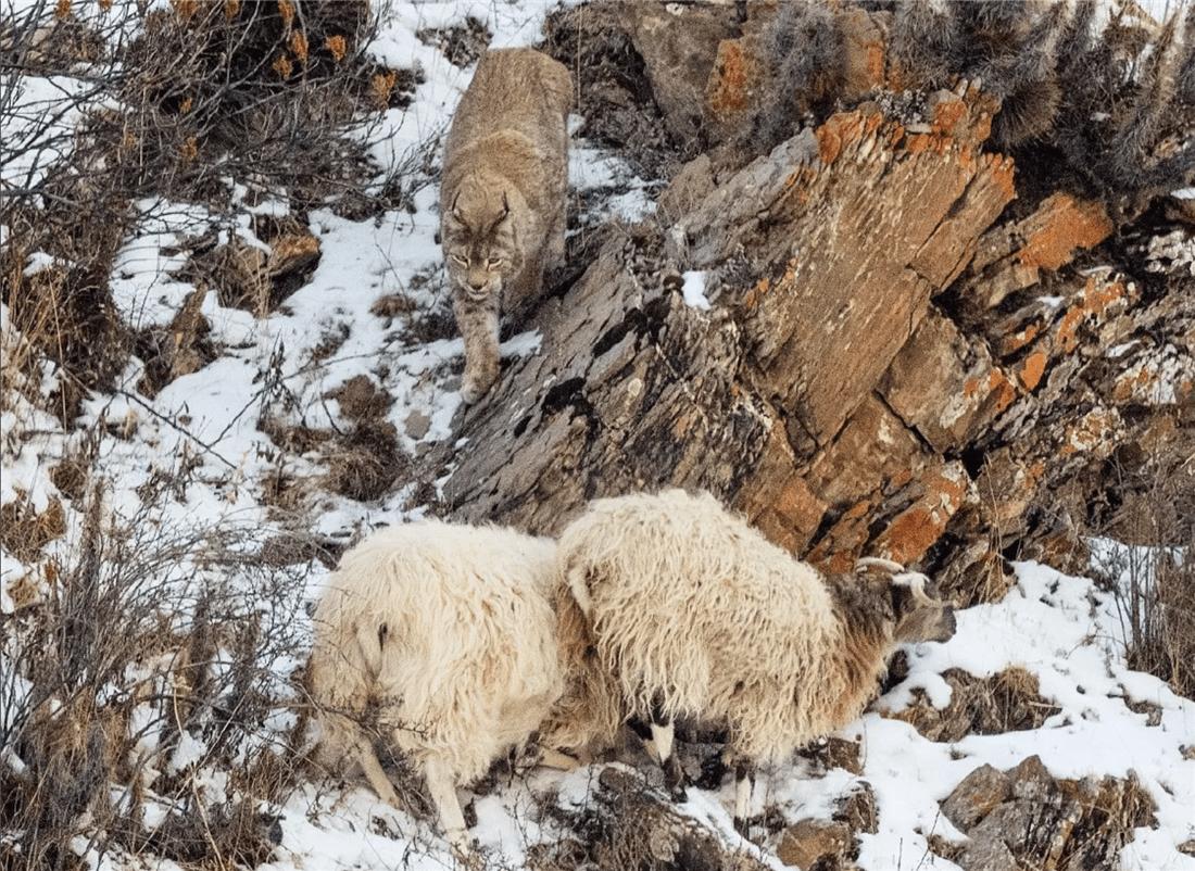 四川甘孜发现2只小雪豹,猞猁捕捉兔子