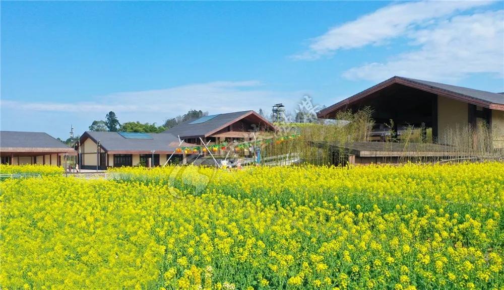 2020年4月成都双流赏花地点,双流踏青赏花地