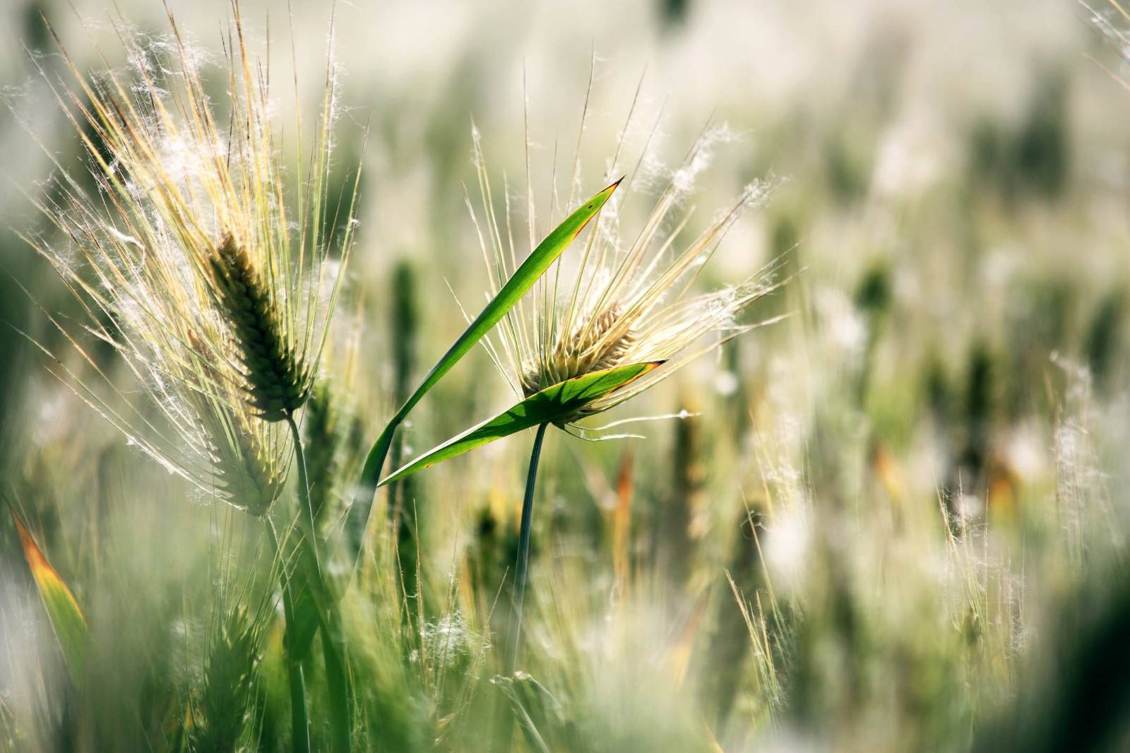 燕麦在饲料中的作用有哪些,燕麦可以当马匹饲料吗