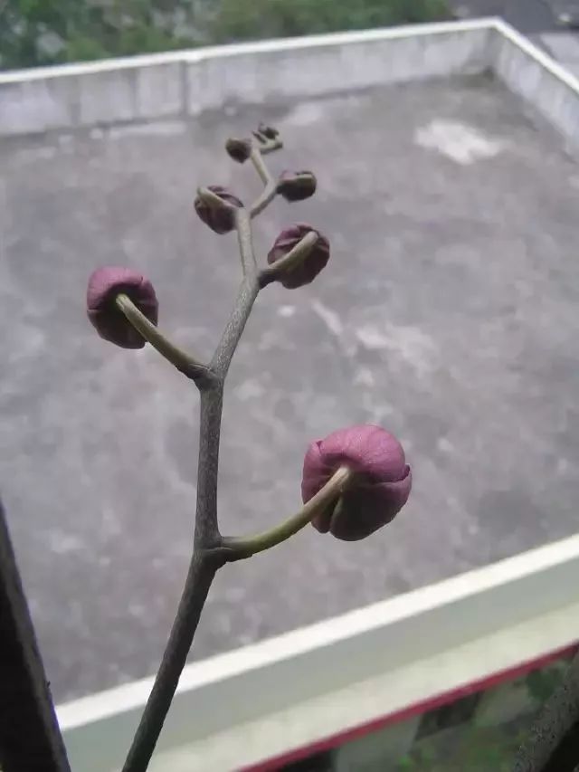 蝴蝶兰花凋谢了还能重新打理吗,蝴蝶兰花掉了怎么护理