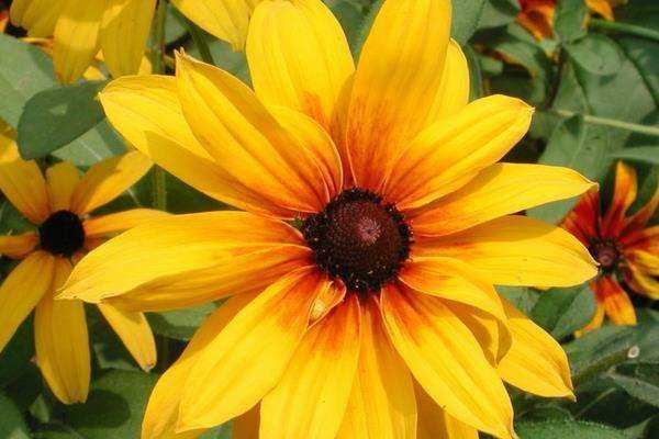 日光菊怎么养护,路边的小野菊怎么养