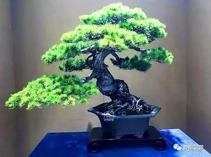 苍劲古朴挺拔有力的老桩盆景欣赏,老态龙钟盆景作品欣赏