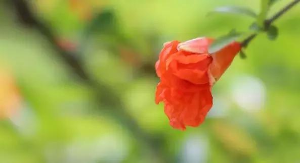 五月榴花照眼明是谁写的,五月榴花照眼明下一句