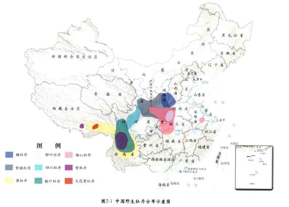 牡丹，熟悉而陌生——“花王”的前世今生，带你重新认识牡丹