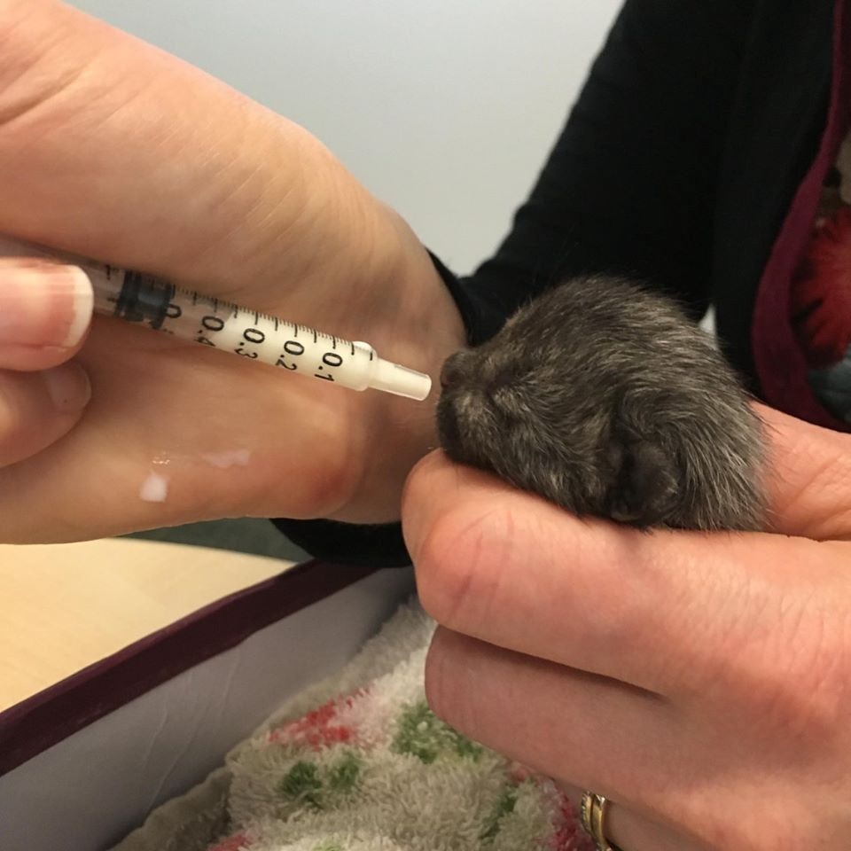 网友捡到一只小黑猫长大后成黑豹,路上捡的小猫原来是宠物猫