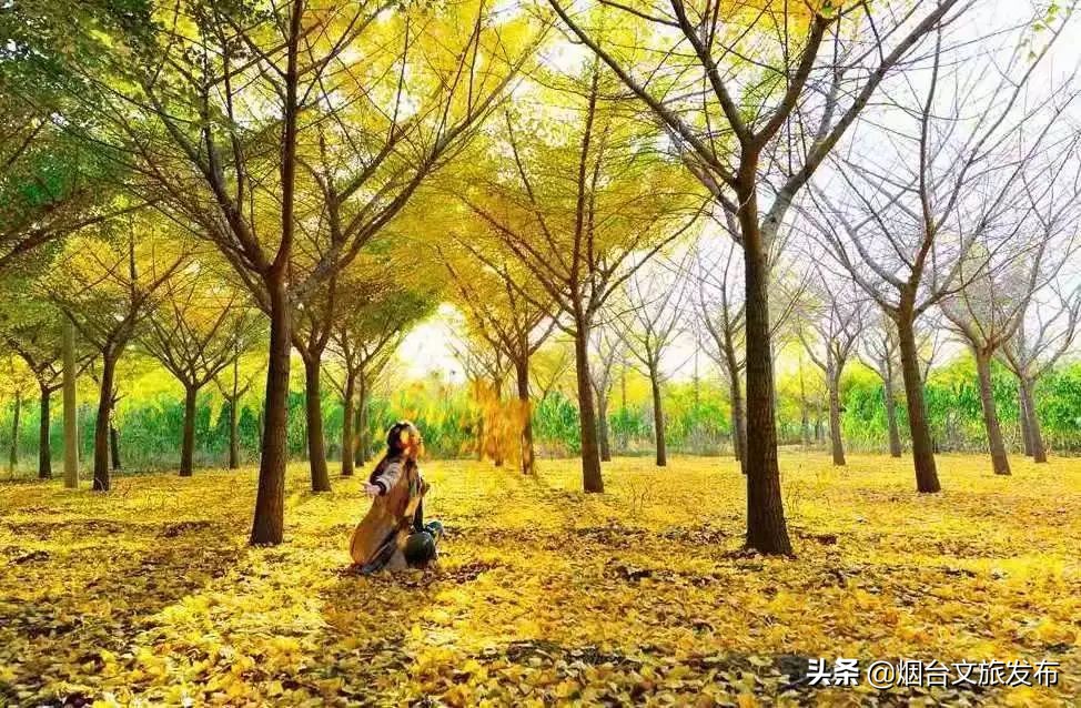 莱州金秋旅游去处,山东莱州旅游文化节