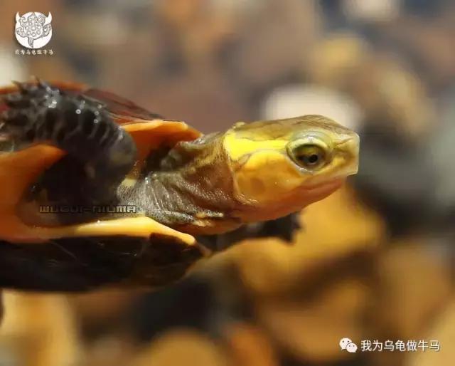 黄缘闭壳龟全集,黄缘闭壳龟和黄缘盒龟