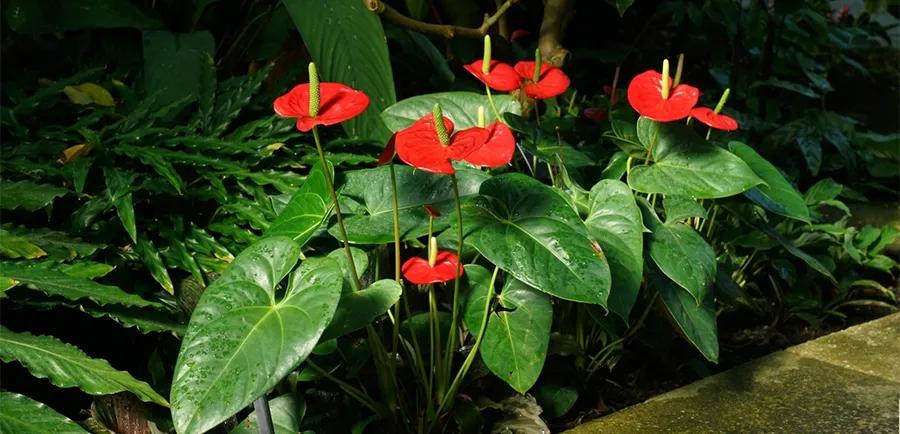 红掌儿童创意画,仙人掌画儿童画教程