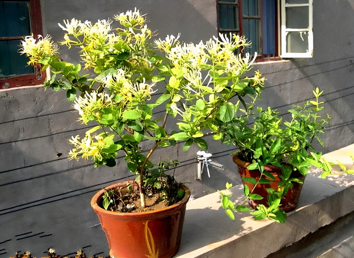 适合邻居养的十种花,养这7种花大人小孩都能养好