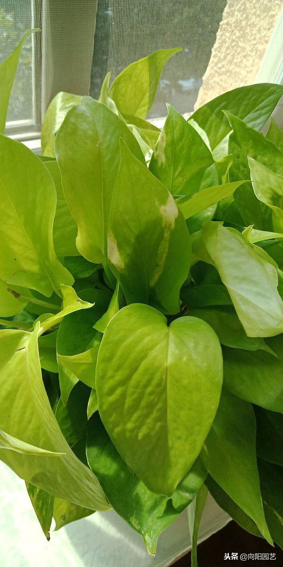 自制绿萝柱生长过程,小绿萝做绿萝柱得多久