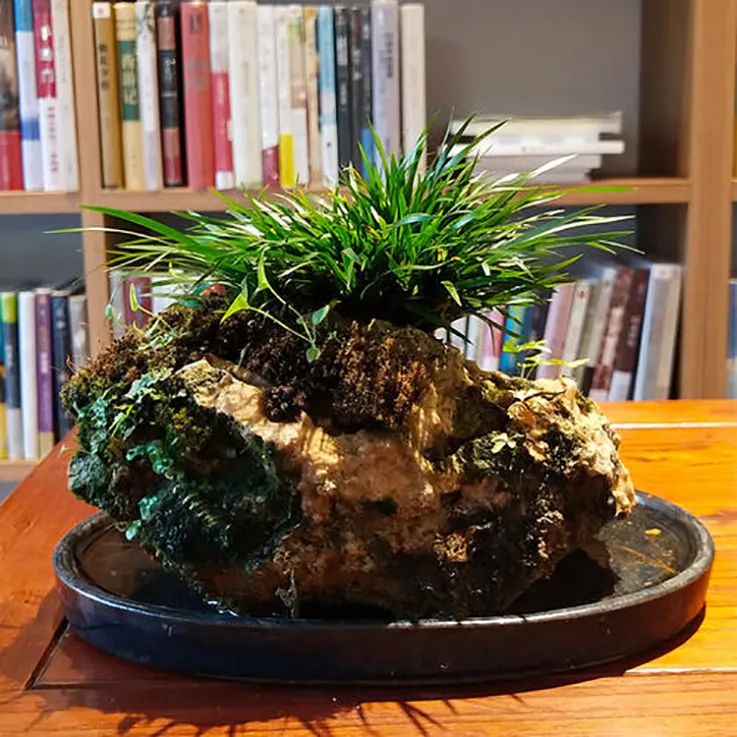 盆栽菖蒲欣赏,菖蒲盆景水培